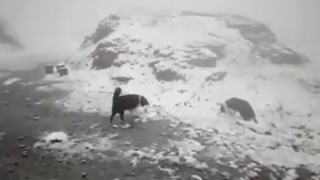 Сняг заваля на Карпатите (видео)