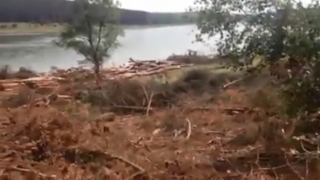 Човек засне незаконна сеч край язовир "Ястребино" (видео)