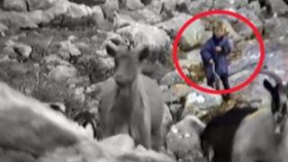 Вижте как 5-годишният Лука Модрич пасе кози (видео)