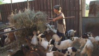 Сълзите на баба Дора не трогват агенцията по храните, животните и няма да бъдат пощадени (видео)
