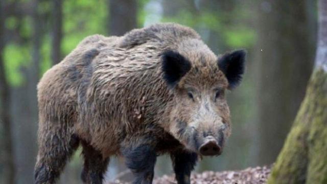 Глиган нападна туристка в парк "Сините камъни" край Сливен