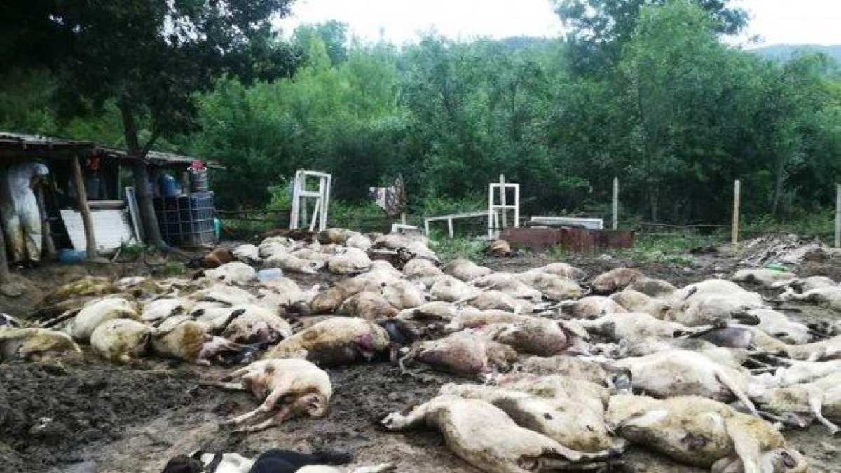 Наистина ли някой ни кара да избиваме цели села с животни?