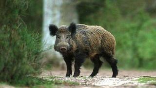 Ударният лов на глигани може да разпространи чумата, вместо да я спре