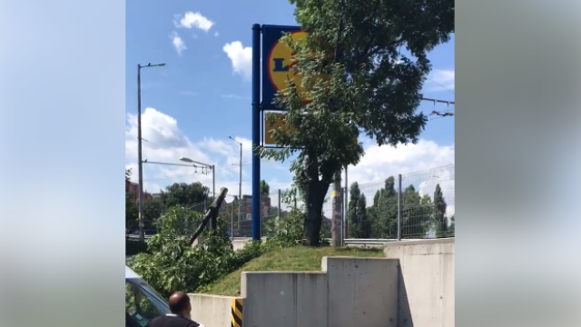 Режат ли се дървета, за да не пречат на рекламни билбордове на големи магазини?