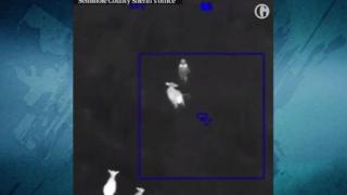 Стадо крави помогнаха на полицаи да заловят бягащ заподозрян (видео)