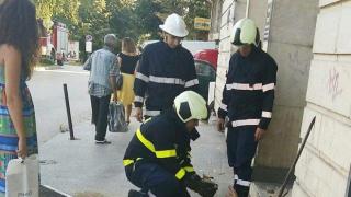 Пожарникари от Търново спасиха 4 котенца, акцията им направи фурор във фейсбук