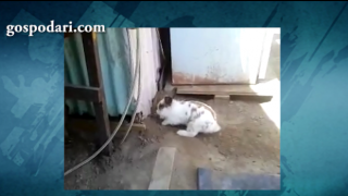 Упорито зайче копае дупка под стена, за да освободи коте от капан (видео)