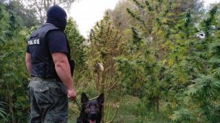 Инспектор от БАБХ си отглеждал плантация с канабис край Шумен (СНИМКИ)