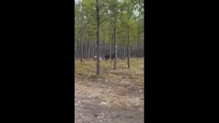 Ужасяващо голям вълк напада куче пред стопанина му (видео)