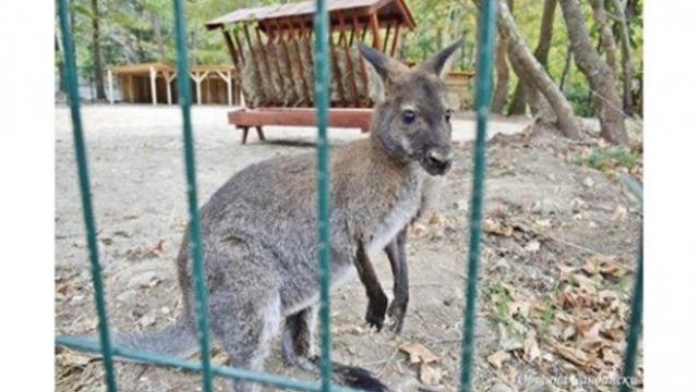 След 17 дни в неизвестност намериха избягалото кенгуру Кики