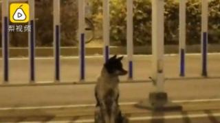 Куче тъгува 80 дни на мястото, на което е загинала стопанката му (видео)