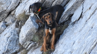 "Бяла лястовица" за човека, рискувал живота си, за да спаси две кучета в Пирин