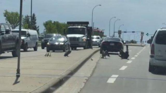 Мъж опита да помогне на гъски, но бе атакуван от тях (ВИДЕО)