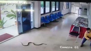 Змия напада човек в полицейски участък (видео)