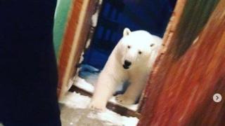 Руски острови обявиха извънредно положение след нашествие на полярни мечки (видео)