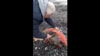 Мъж спасява морска костенурка, смъртоносно оплетена в рибарски мрежи (видео)