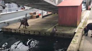 Двойка от любопитни кучета игнорират стопанина си и играят с палави видри