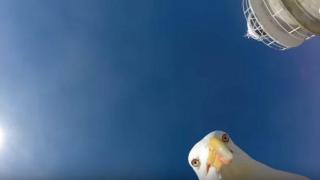 Чайка открадва камера и лети с нея, заснемайки удивителни кадри (видео)