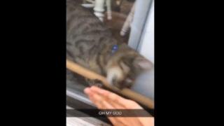 Котка отключи на стопанката си