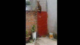 За него няма достатъчно висока ограда