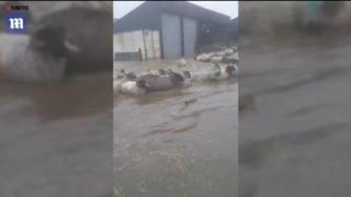 Овце се учат да плуват по неволя