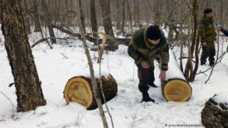 Съсипват безкрайните гори на Русия