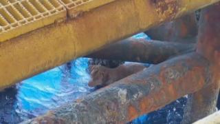 Работници на нефтена платформа спасиха куче в морето (видео)