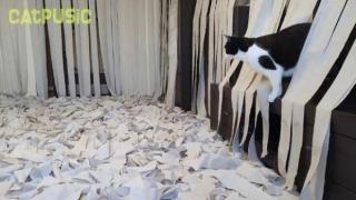 Котка полудява в стая, пълна с тоалетна хартия, става хит в мрежите (видео)