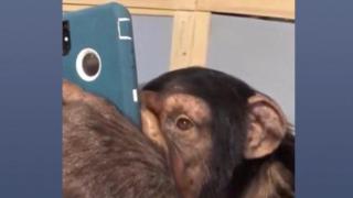 Шимпанзе преглежда Instagram на айфона си с изненадваща прецизност (видео)