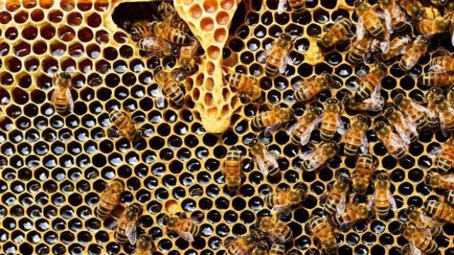 На протест пчелари поискаха криминализиране на отравянето на пчели