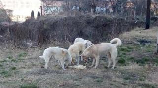 Няма да глобяват жителите на Пазарджик, ако хранят бездомни кучета