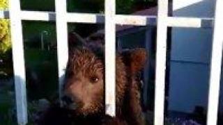 Бебе мече влезе в частен двор в село Кладница (видео)