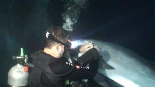 Делфин моли водолази за помощ (видео)
