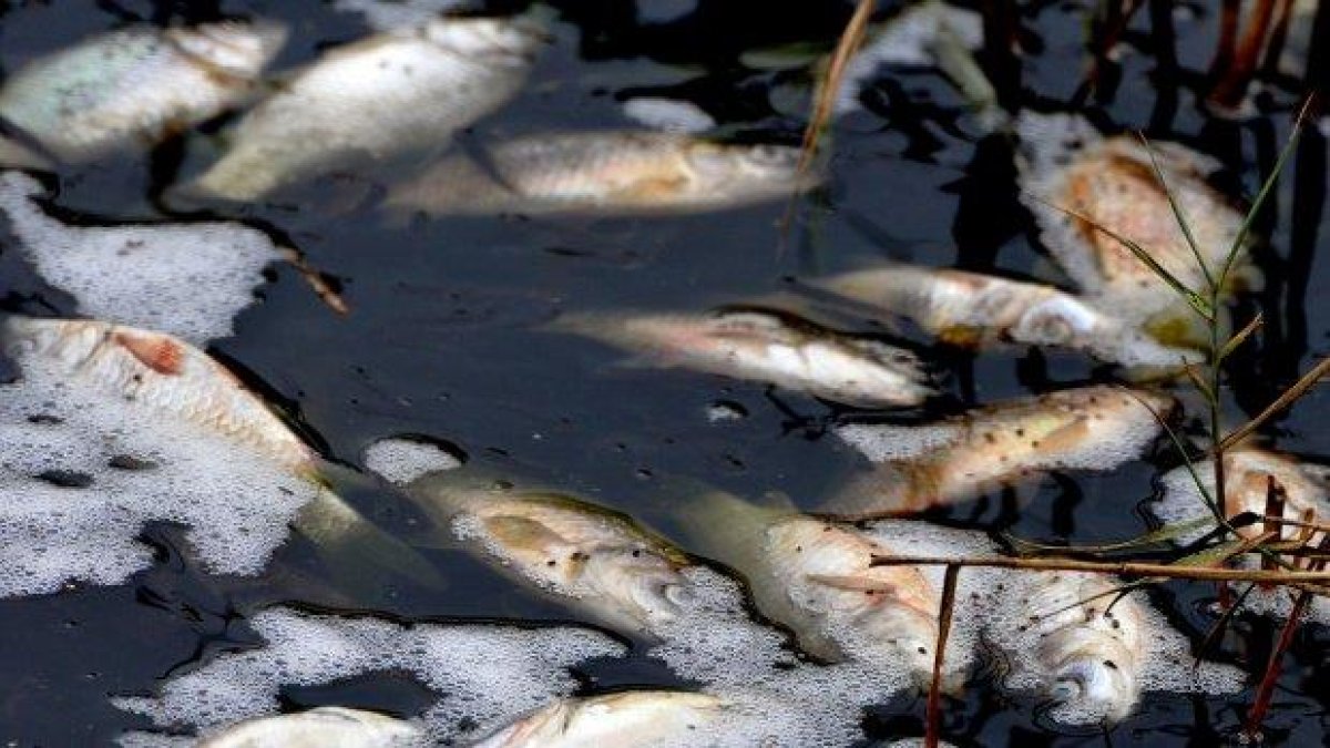 Отпадни води замърсиха Стара река, има и убита риба