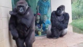 Група горили приличат досущ на хора, докато се опитват да се скрият от дъжда (видео)