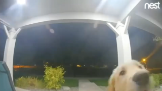 Избягало куче настоятелно чука на вратата, за да се върне у дома (видео)