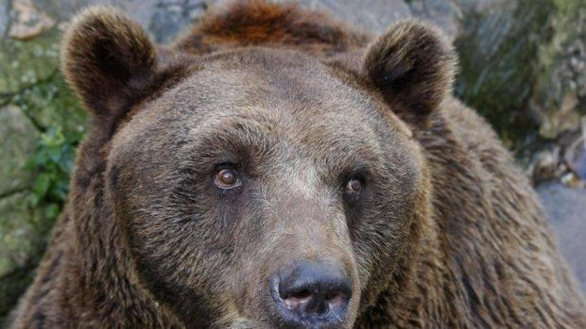 Кафява мечка е застреляна край Самоков, полицията издирва виновника