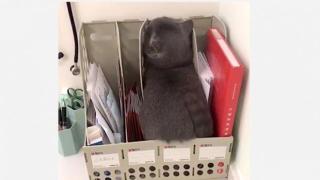 Котка опитва да избяга от ветеринарния лекар и се крие в документите му (видео)