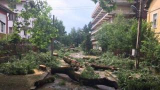 Отрязаха 50-годишните дървета на цяла улица във Вършец (снимки)