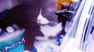 Котка оцеля след 35-минутна програма в пералнята (видео)