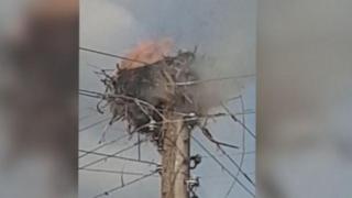 Малки щъркелчета изгоряха живи, пожарникари отказали да гасят гнездото (видео и снимки)
