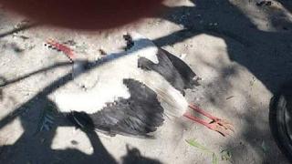 Убиха щъркел в Стамболийски и се гавриха с него (видео и снимки)
