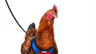 Продават каишки за пилета, за да могат да пресичат безопасно (видео и снимки)