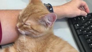 Фирма гледа малки котета в офиса, за да стимулира служителите си (видео и снимки)