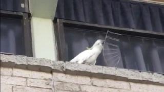 Папагал-анархист умишлено кърти от перваз шипове срещу кацащи птици (видео)