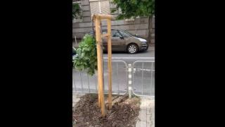 Вандали потрошиха фиданки на столичната улица "Раковски" (видео)