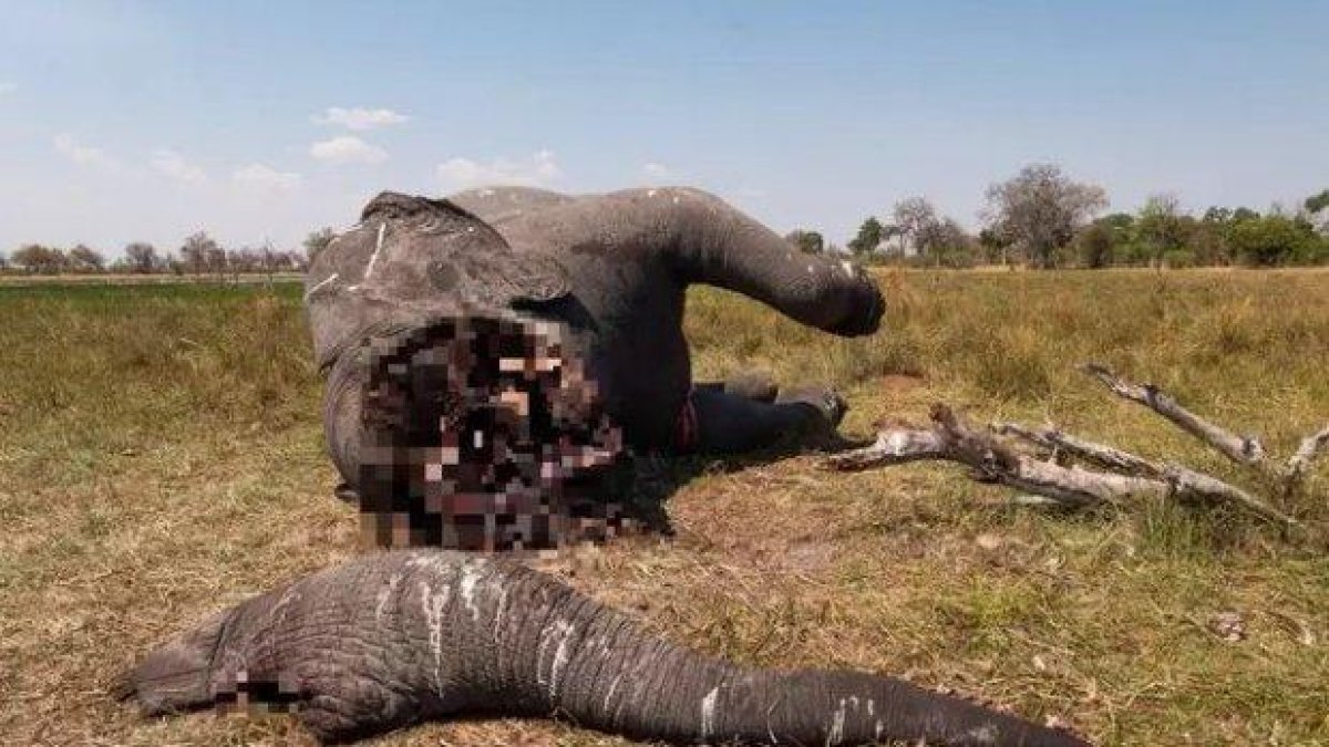 Шокиращи снимки на убит слон показват истинския ужас на бракониерството