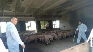 Безумие ли е да се загробват болни от африканска чума прасета?  (СНИМКИ)