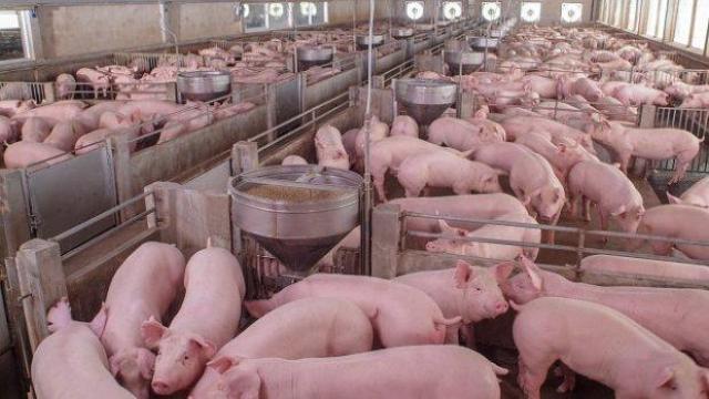 Еврокомисарят по храните изказа голямо разочарование от действията на българските власти за чумата по свинете (видео)