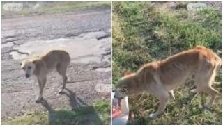 Изхвърлено на пътя куче умира от глад, но чака стопанинът му да се върне (видео)